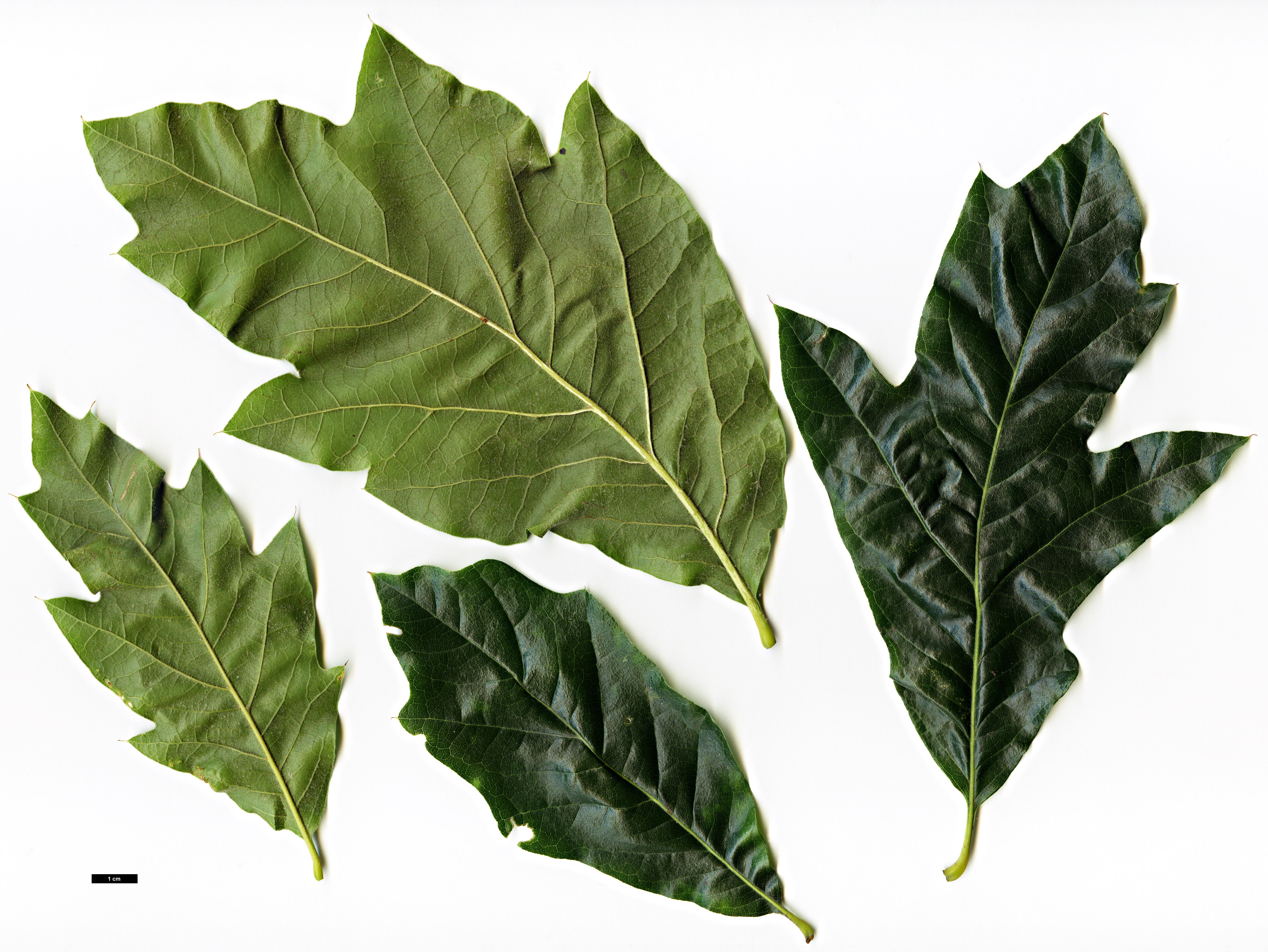 High resolution image: Family: Fagaceae - Genus: Quercus - Taxon: ×tridentata (Q.imbricaria × Q.marilandica)